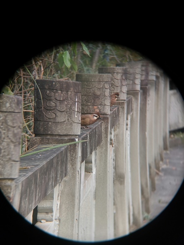 White-browed Laughingthrush