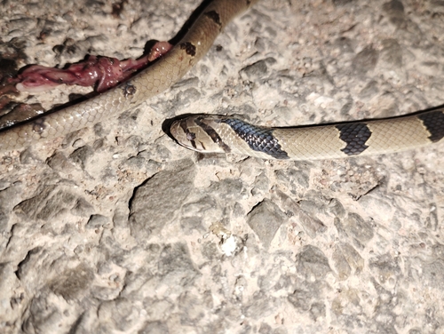 Banded kukri snake