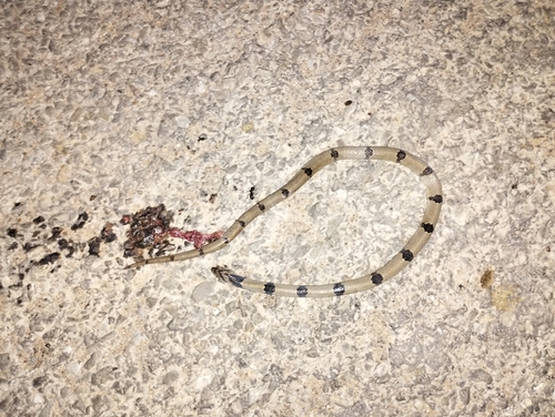 Banded kukri snake