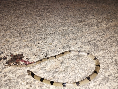 Banded kukri snake