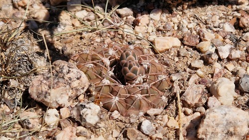 Gymnocalycium alboareolatum