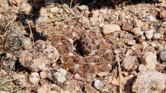 Gymnocalycium alboareolatum