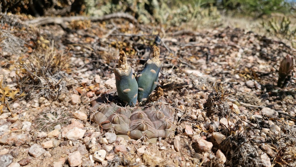 Gymnocalycium alboareolatum, Sanagasta Department, La Rioja Province, Argentina
