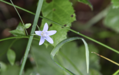 Campanula californica
