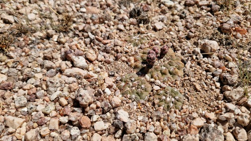 Gymnocalycium alboareolatum