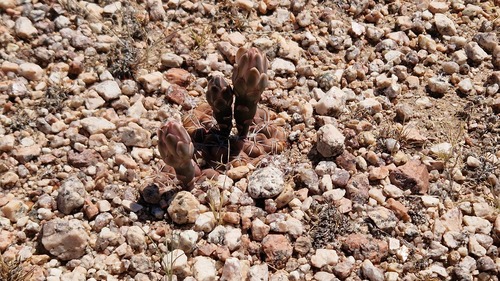 Gymnocalycium alboareolatum