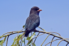 Eurystomus orientalis pacificus