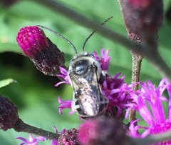 Melissodes denticulatus