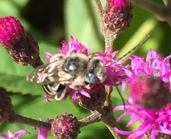 Melissodes denticulatus