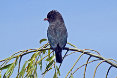 Eurystomus orientalis pacificus