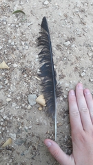 Corvus cornix