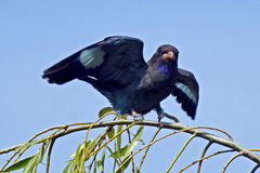 Eurystomus orientalis pacificus