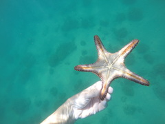 Pentaceraster cumingi