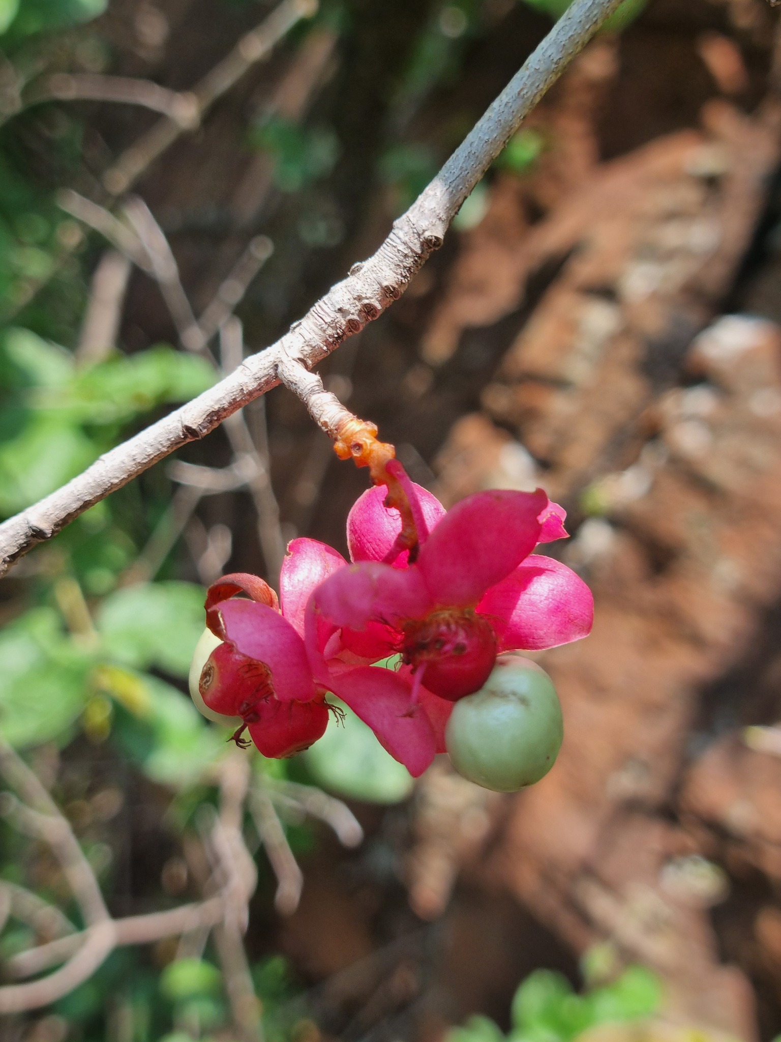 Imagem de Ipê-de-jardim