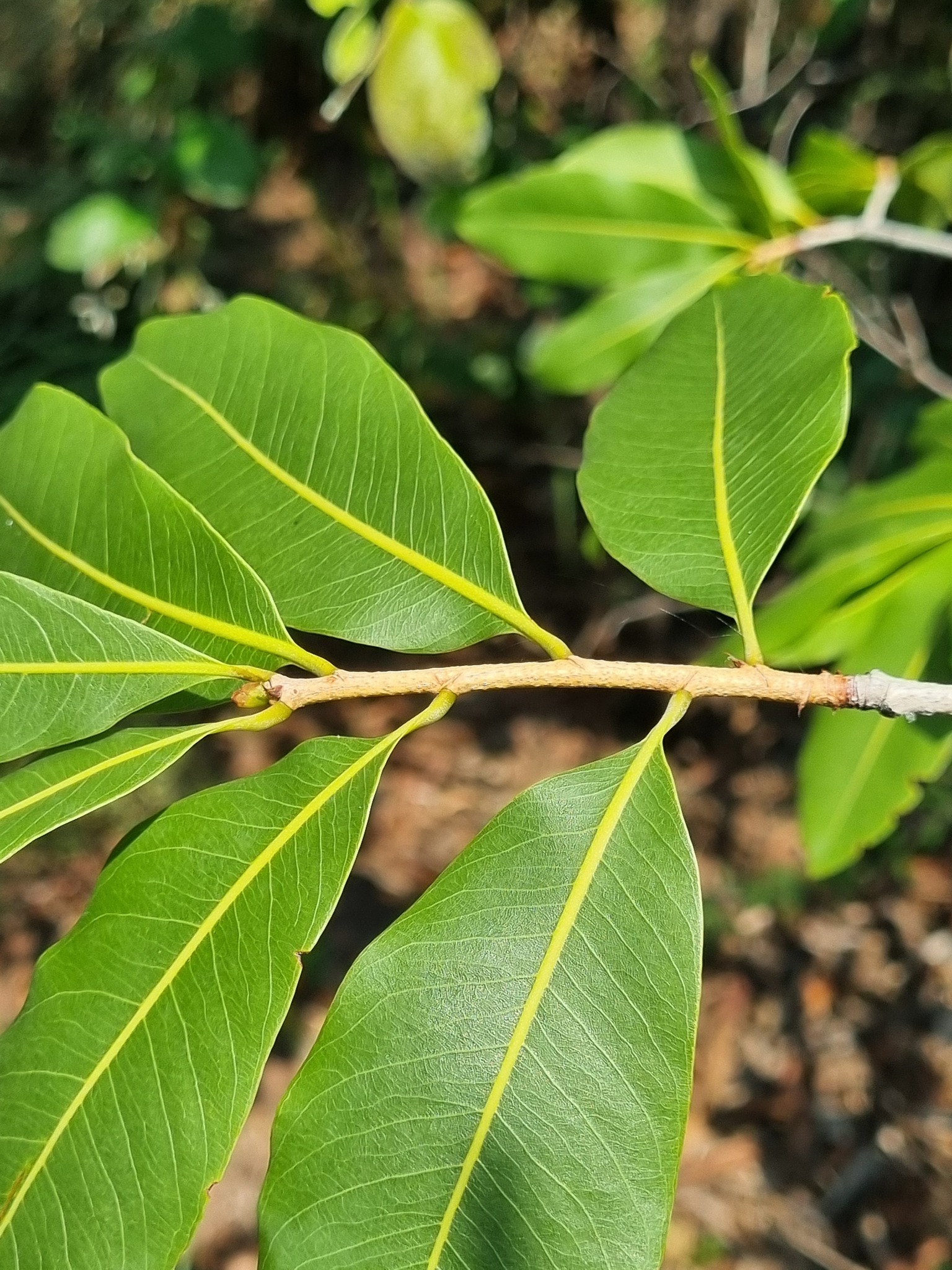 Imagem de Ipê-de-jardim