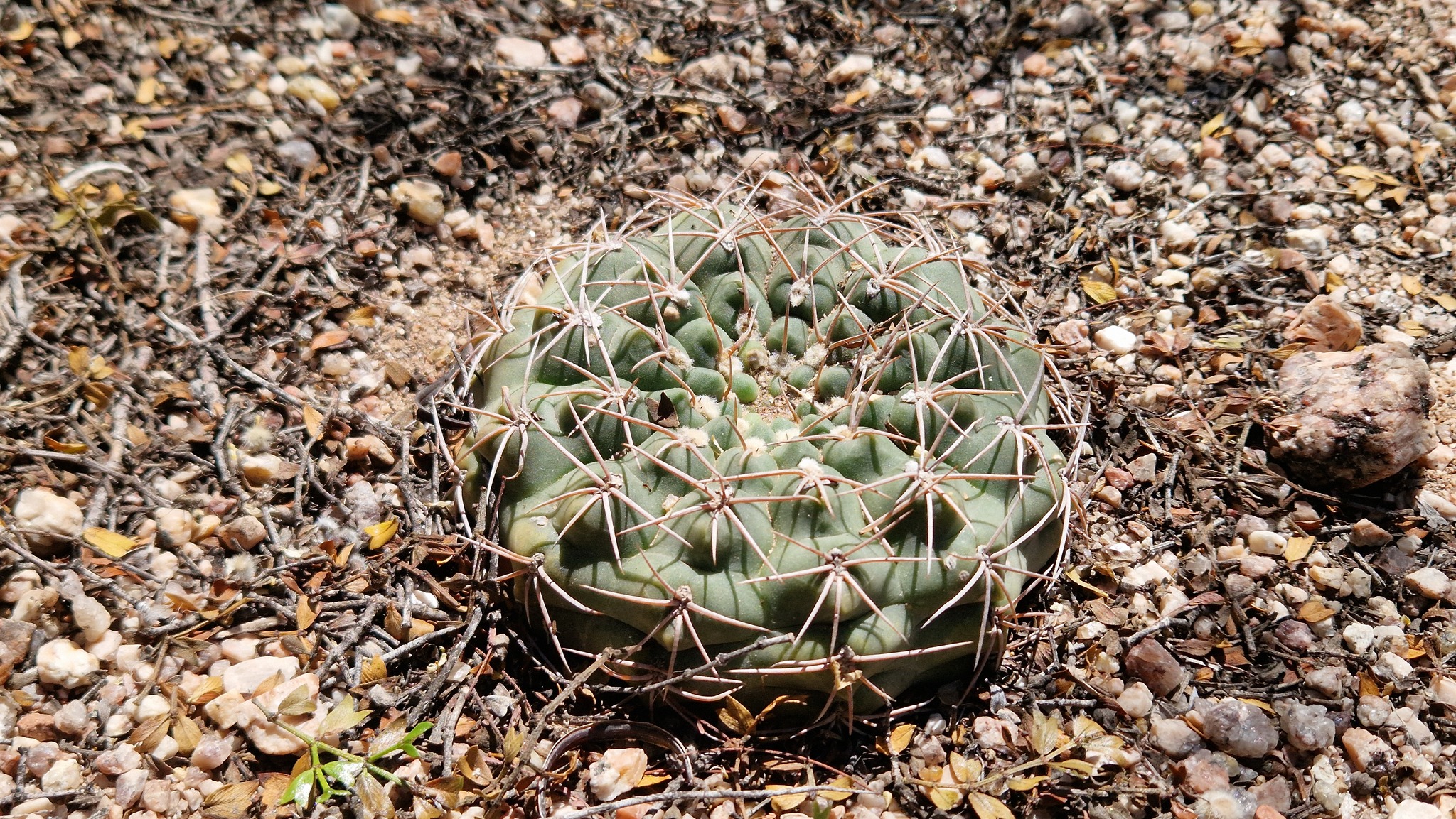 Gymnocalycium alboareolatum