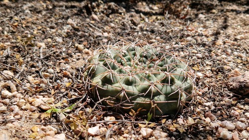 Gymnocalycium alboareolatum