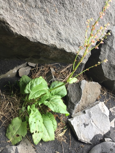 štiav lúčny (Rumex acetosa)