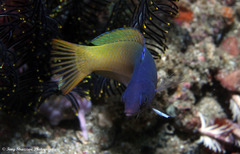 Halichoeres prosopeion