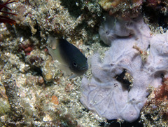 Chrysiptera rollandi