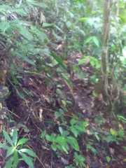 Chironius multiventris