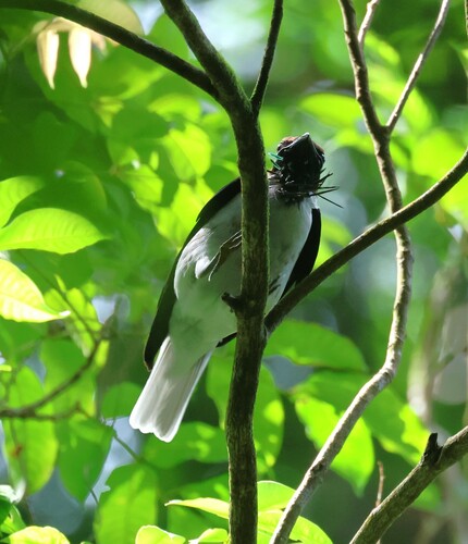Bearded Bellbird (Procnias averano), photo 4