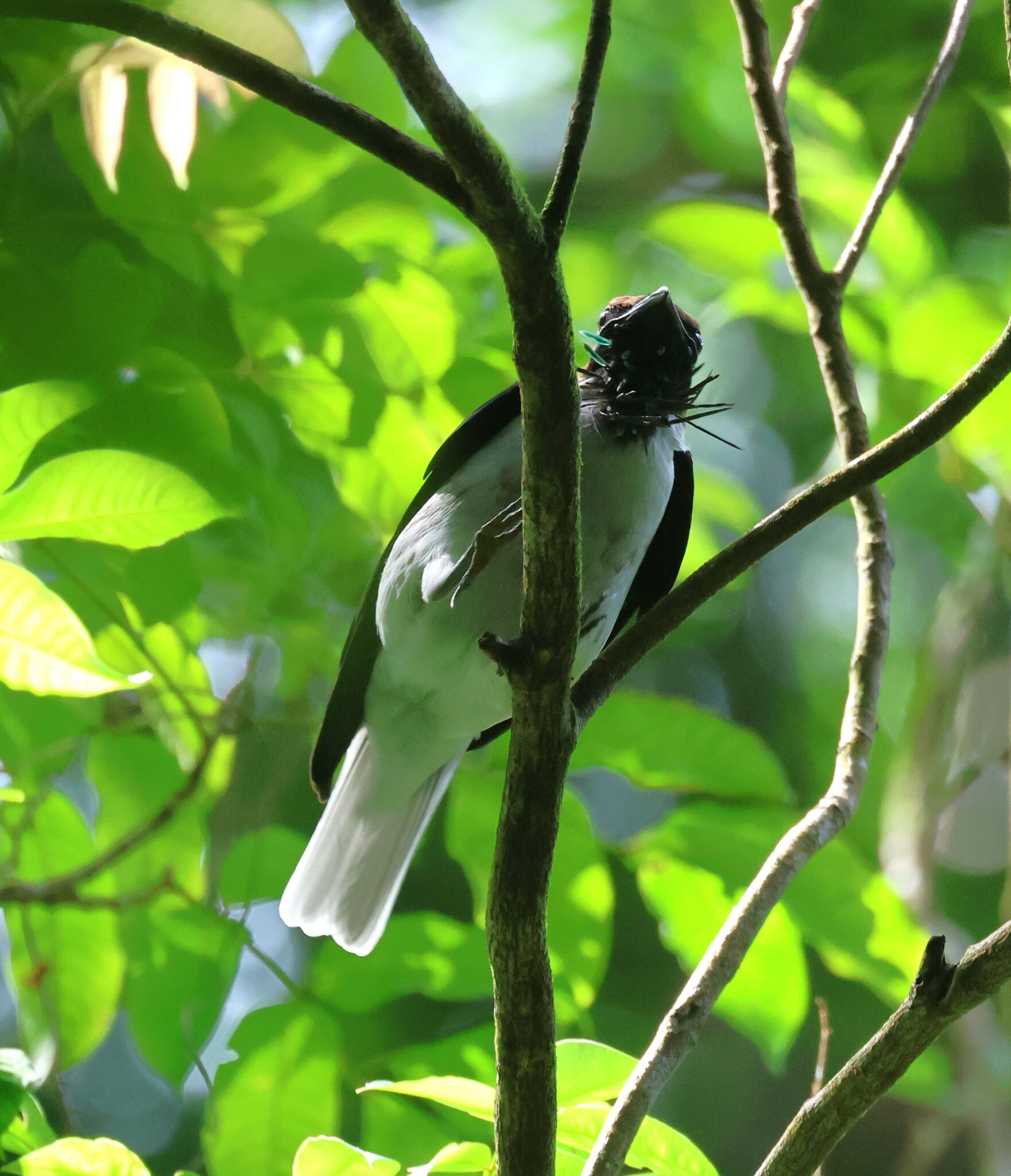 Bearded Bellbird (Procnias averano), photo 4