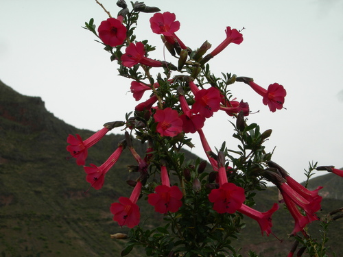Image of Cantua buxifolia by (c) Neptalí Ramírez Marcial, some rights reserved (CC BY)