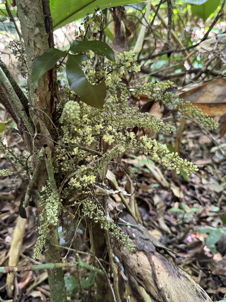 Paullinia ternata
