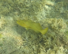 Mycteroperca rosacea