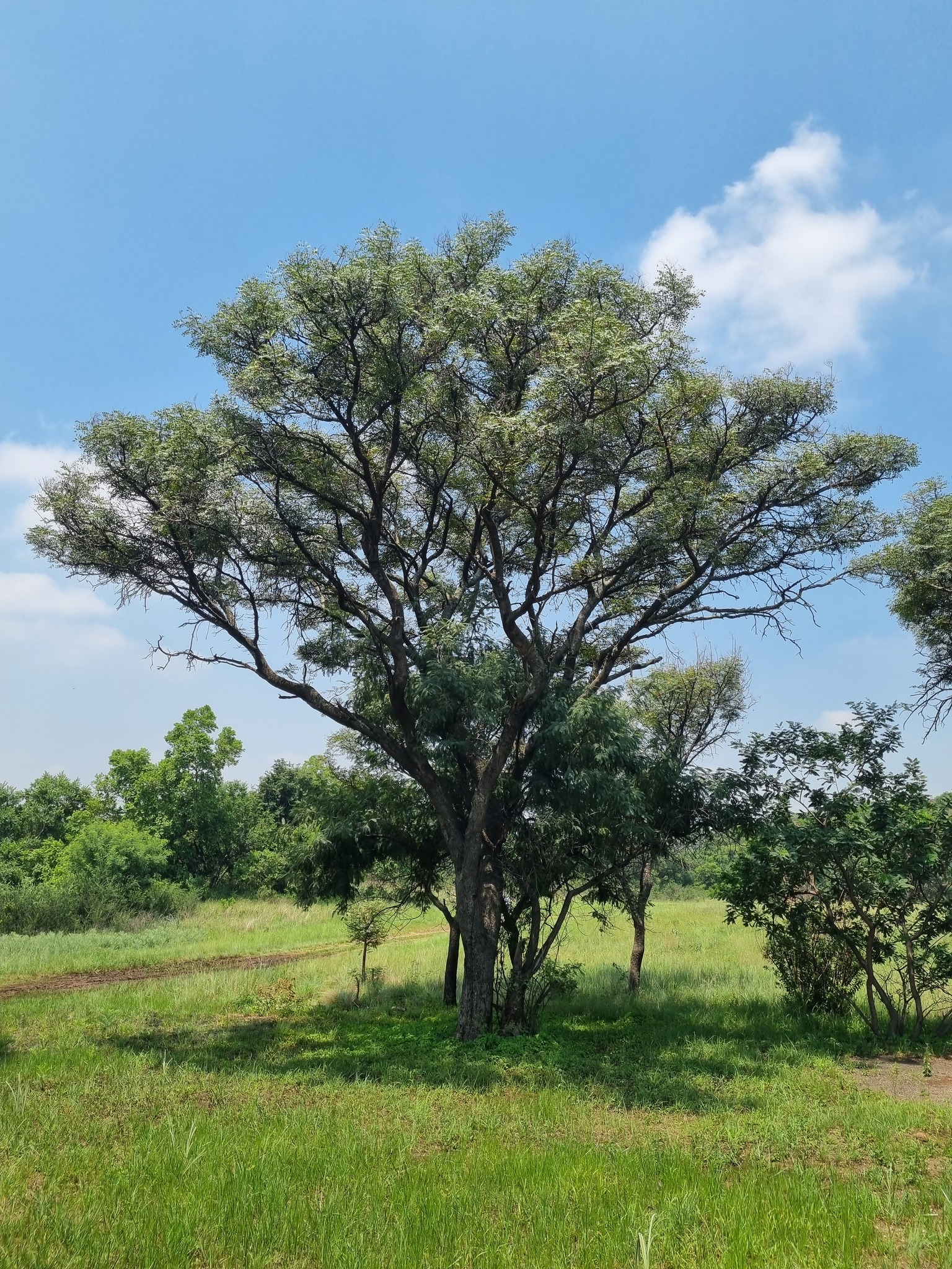 Imagem de Pau-ferro-africano
