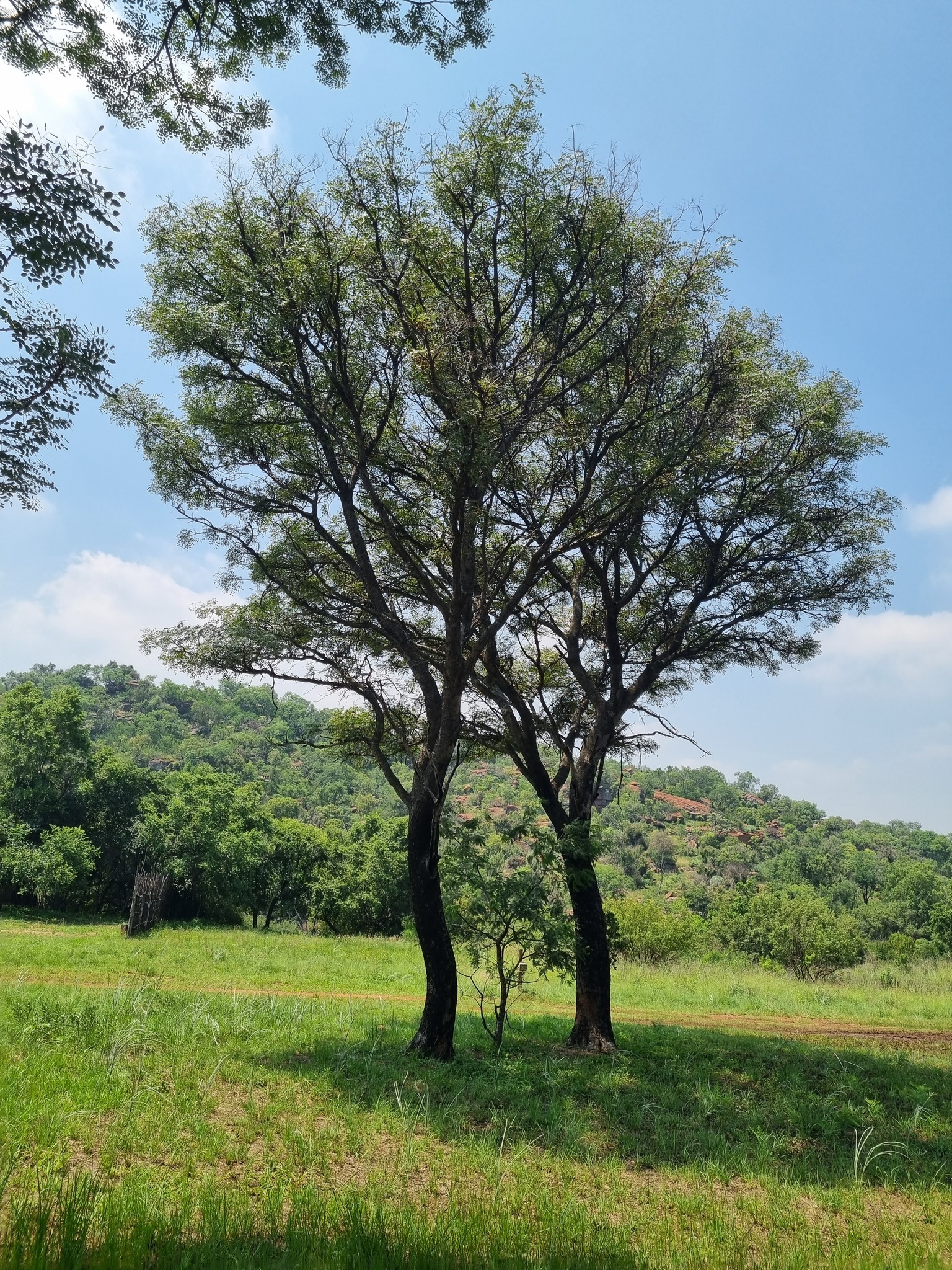 Imagem de Pau-ferro-africano