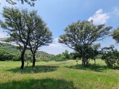Foto de Pau-ferro-africano