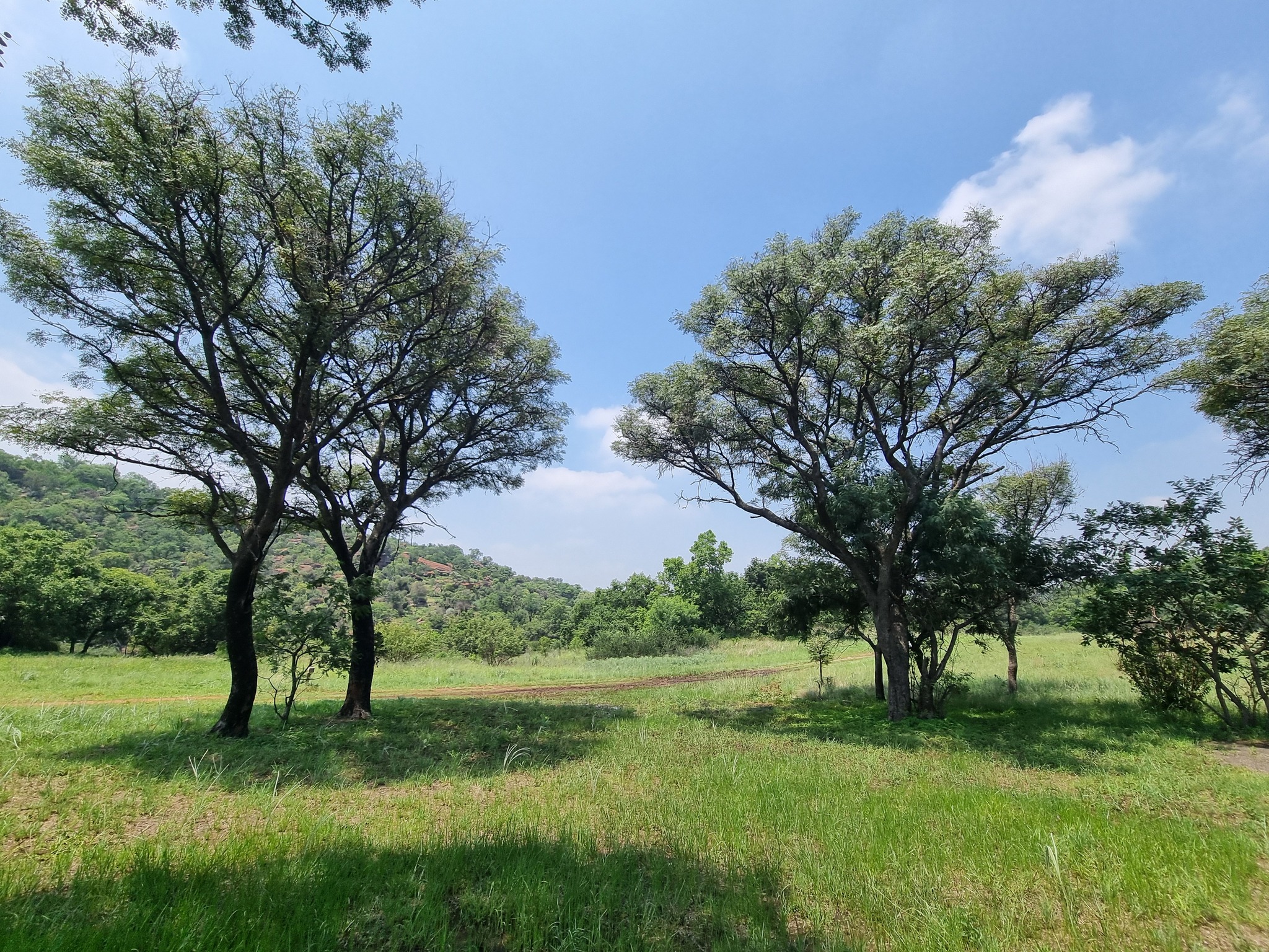 Imagem de Pau-ferro-africano