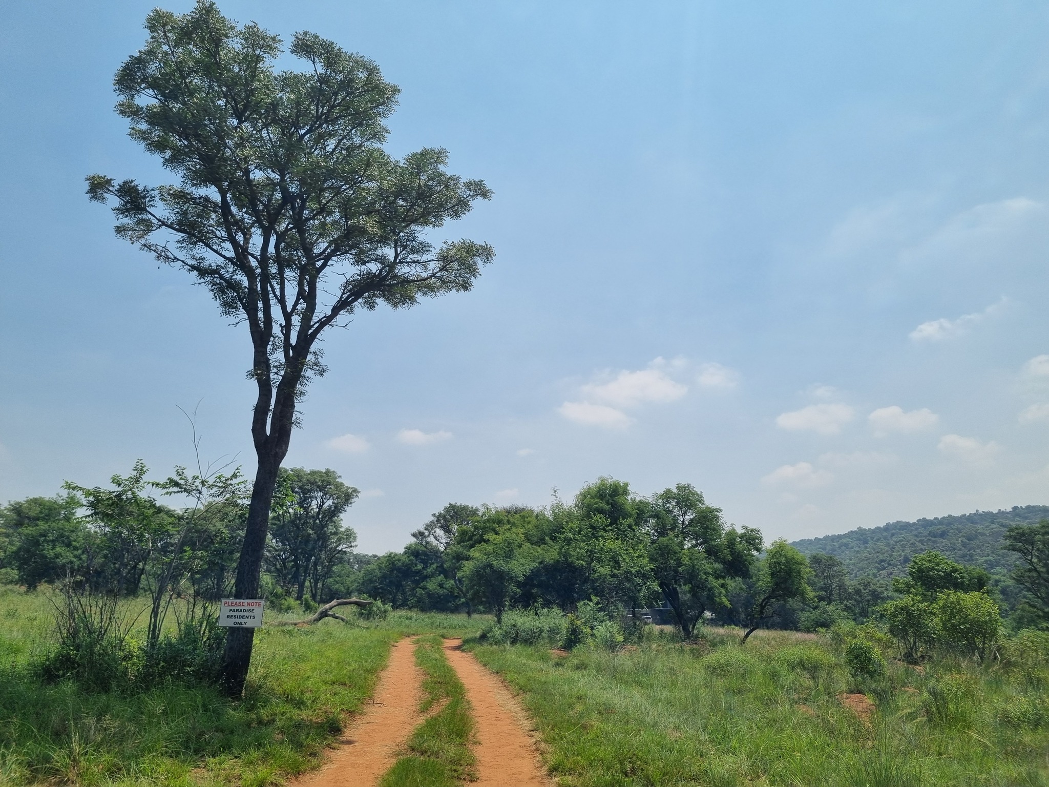 Imagem de Pau-ferro-africano