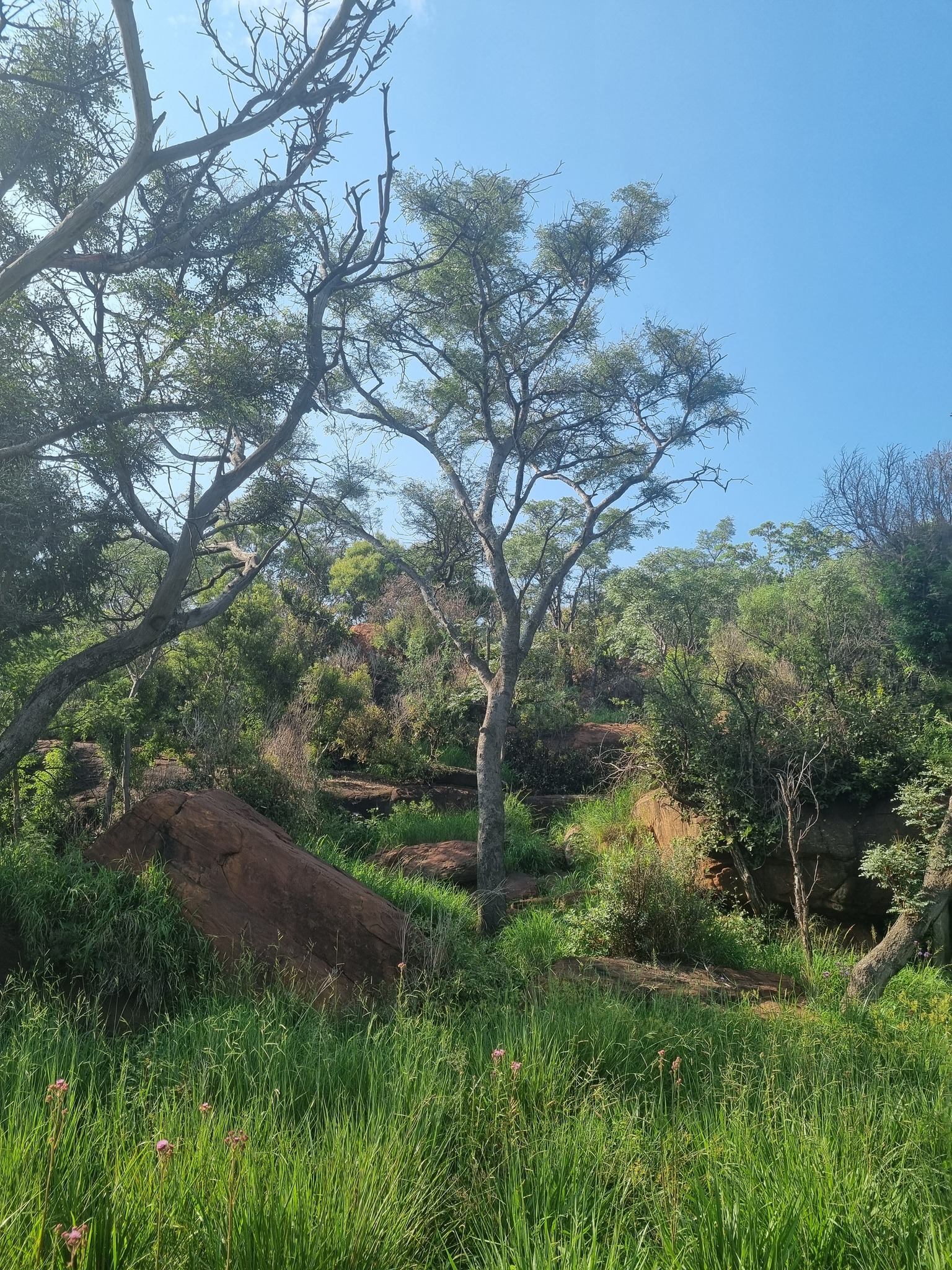 Imagem de Pau-ferro-africano