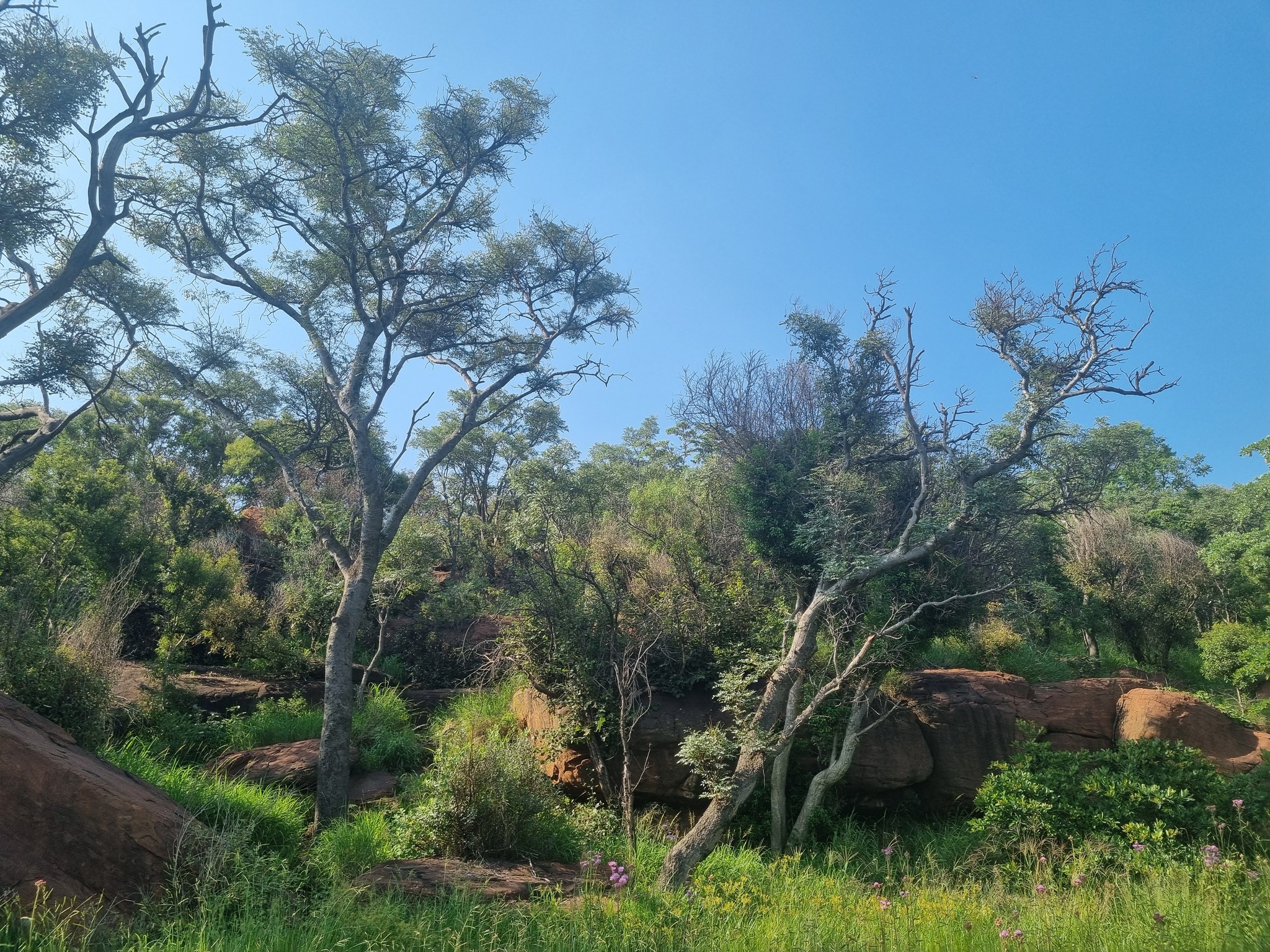 Imagem de Pau-ferro-africano