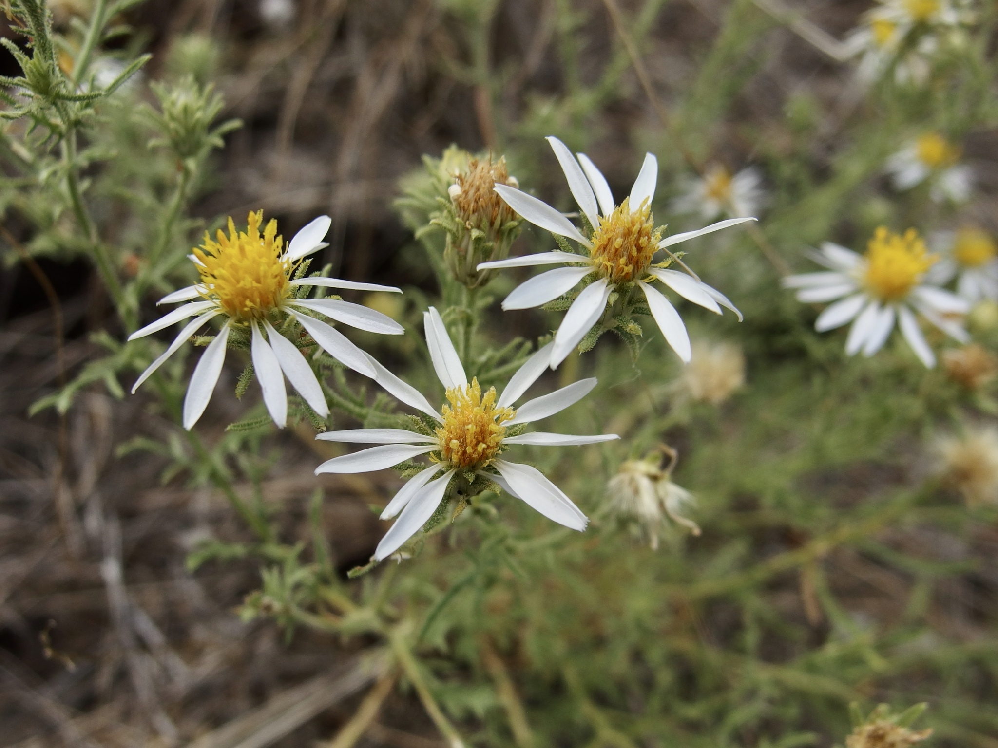 Mesa Tansyaster (Machaeranthera tagetina)