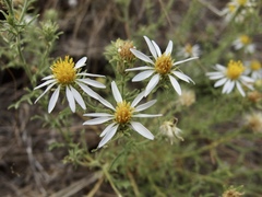 Machaeranthera tagetina, photograph (c) Sue Carnahan, some rights reserved (CC BY)