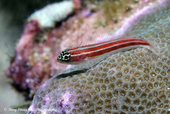 Helcogramma striata