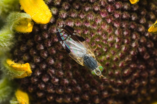 iNaturalist observation photo of Trupanea nigricornis