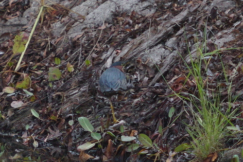 iNaturalist observation photo of Green Heron