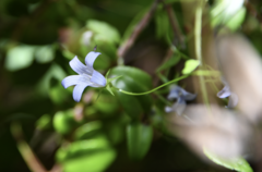 Campanula californica