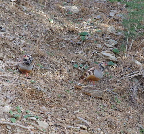 Rothuhn (Alectoris rufa)