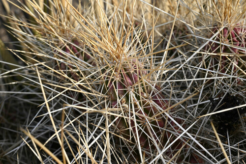 Echinocereus stramineus