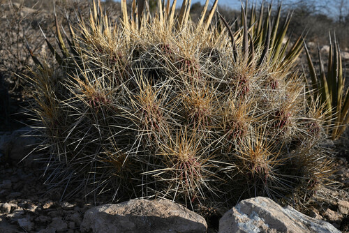 Echinocereus stramineus