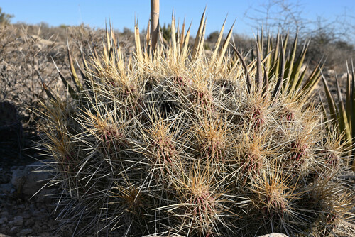 Echinocereus stramineus