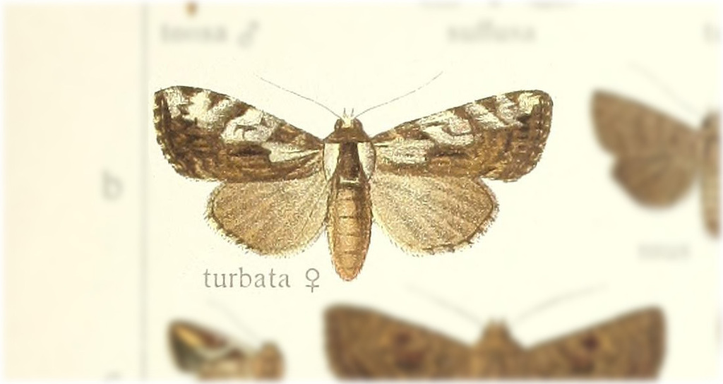 Mudaria turbata
