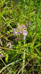 Saponaria officinalis