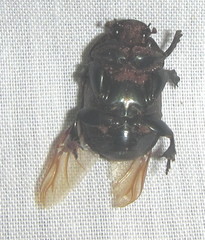 Onitis tortuosus